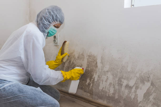 Professional Mold Inspection in Montpelier, VT